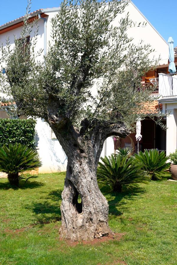 Apartment Palm View II Ρόβινι Εξωτερικό φωτογραφία